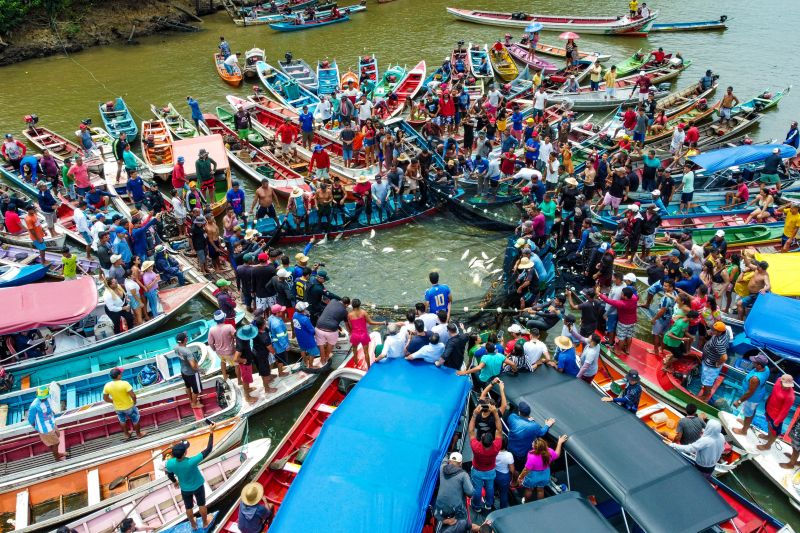 Abertura da pesca do mapará, em Cametá, movimenta a região. Se o projeto de explosão do pedral seguir adiante, incontáveis espécies de peixe estarão ameaçadas. Foto: Alexandre Costa