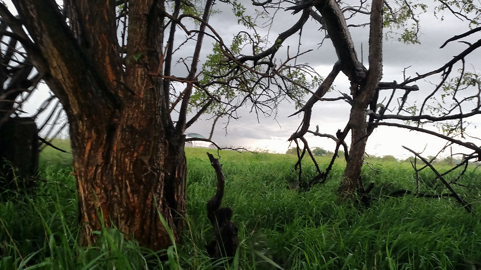 Camera8 009.jpg