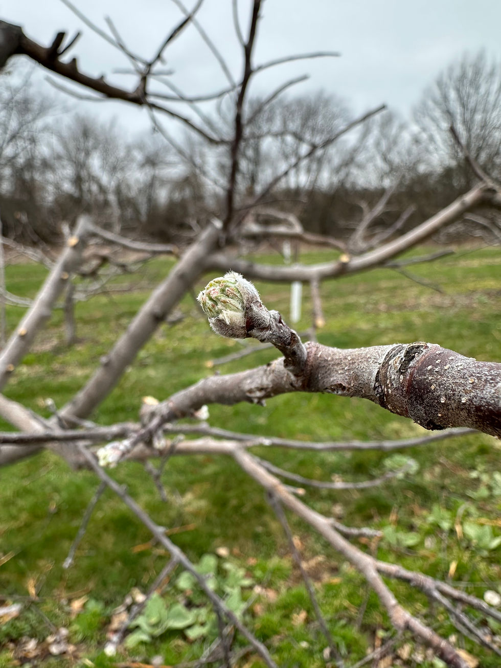 The Exciting Arrival of Apple Buds Signaling the Start of Growing Season