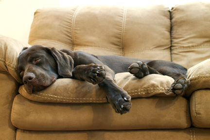 The Old Tired Dog