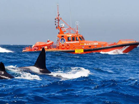   A Shocking Dilemma for Etiologists: Ruinous Orcas