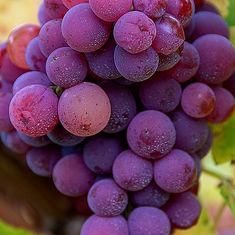 Gros plan sur une grappe de raisins de cuve violette et mûre, couverte de pruine dans le vignoble de Marlenheim