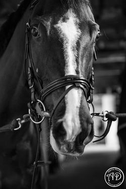 Photographie Chevaux