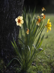 The Parable of the Daffodils Part 1