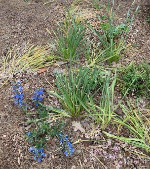 The Parable of the Daffodils Part 2