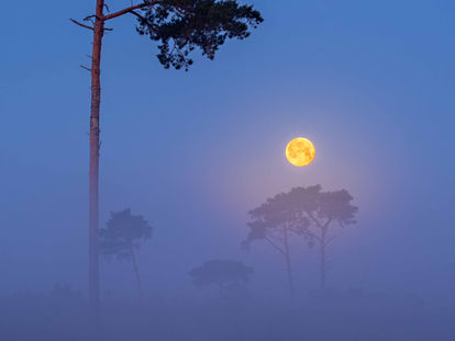 Kalmthoudse heide super maan full rez-2 copy.jpg