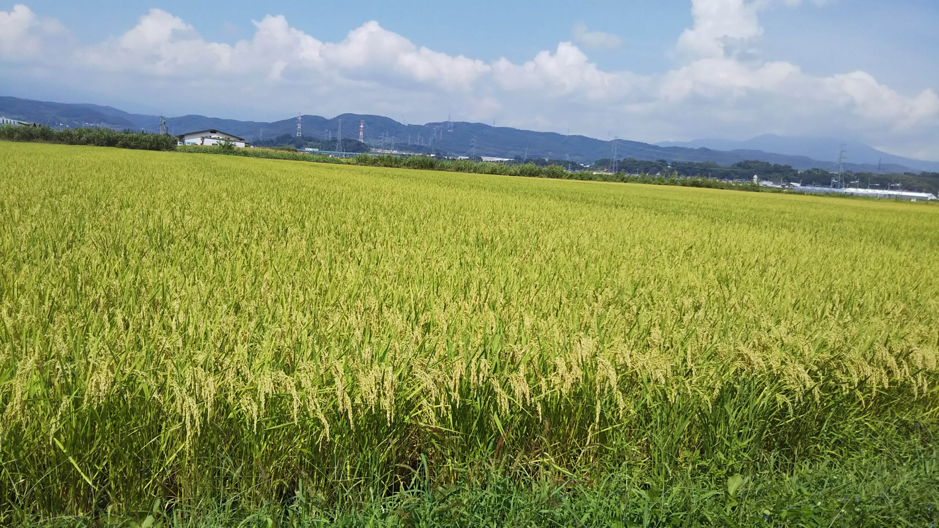 新米　小布施町産　風さやか