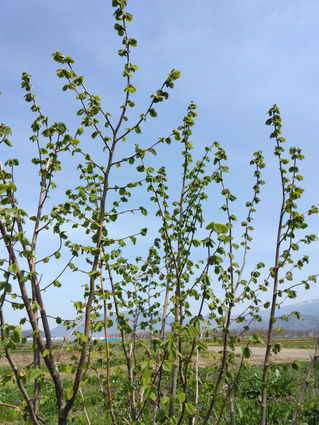 ヘーゼルナッツ