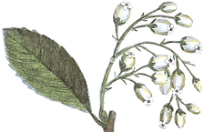 flowers2_edited_edited.png