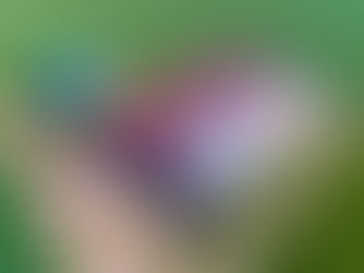 18.11.2025 - Hot Topics Journal Club Schwein