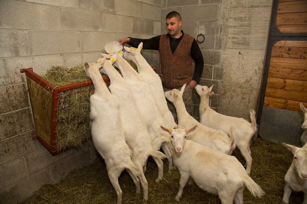 I nostri capretti