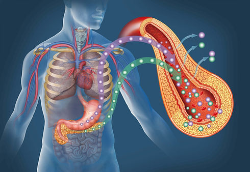 pancreas.jpeg