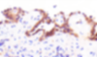 C3d complement