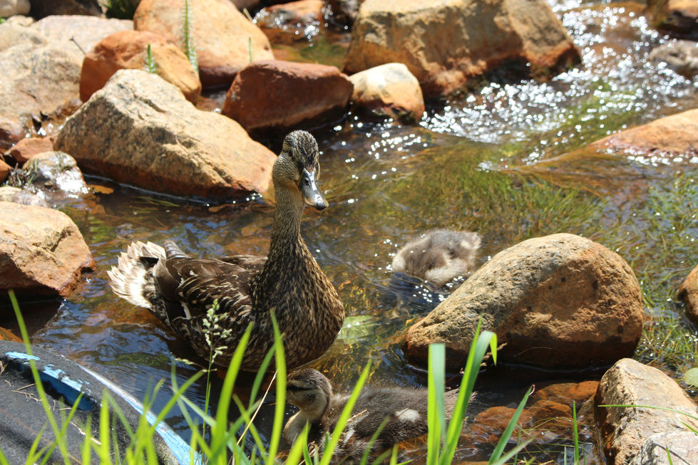Duck 