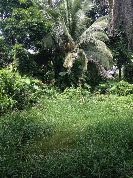 Palmtree-Ogbodu Aba