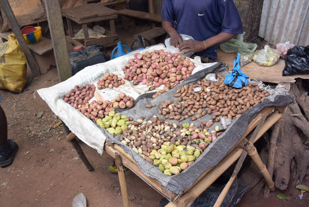 Different types of Kolanuts