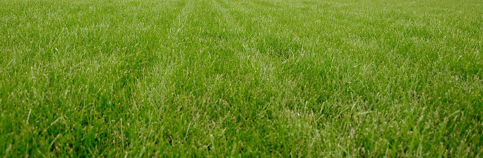 Lawn Strip_edited_edited.jpg