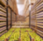 Fruit Cold Storage.jpg