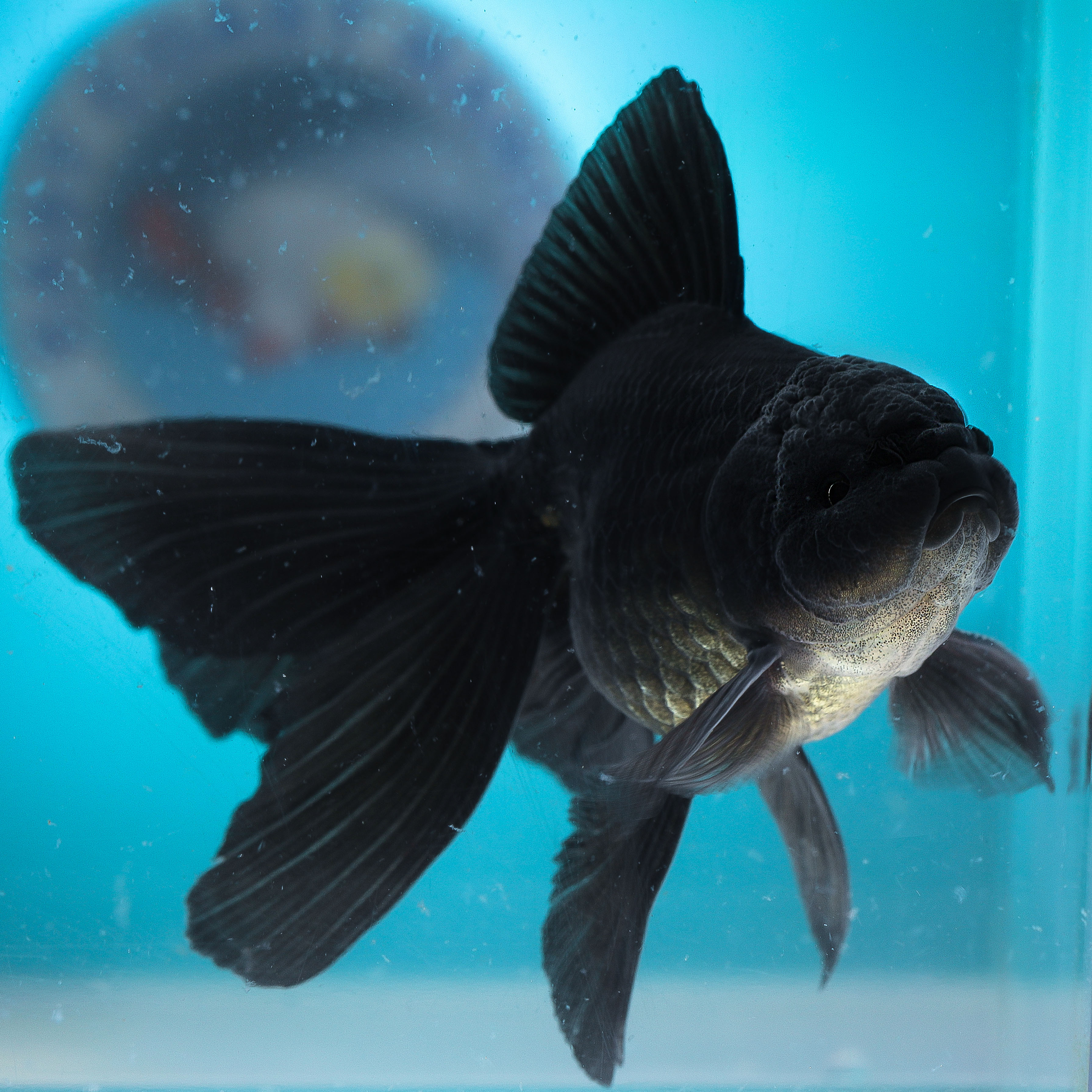 Live Stream Goldfish United States East Coast Ranchu