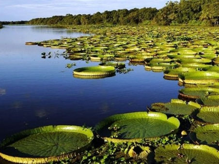 Ley de humedales: la propuesta de la Izquierda para proteger y conservar ecosistemas