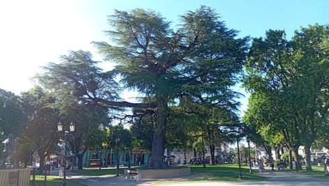 La montaña y el cedro (por Joel Vallomy)