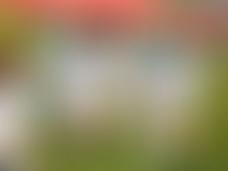 La Selección Argentina debuta en el Mundial