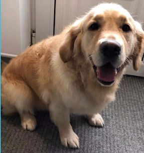 Golden Retriever Groom
