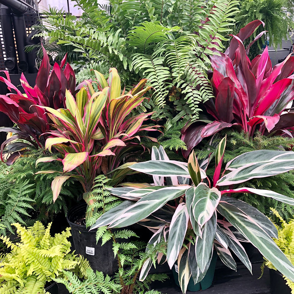 Tropical Plants