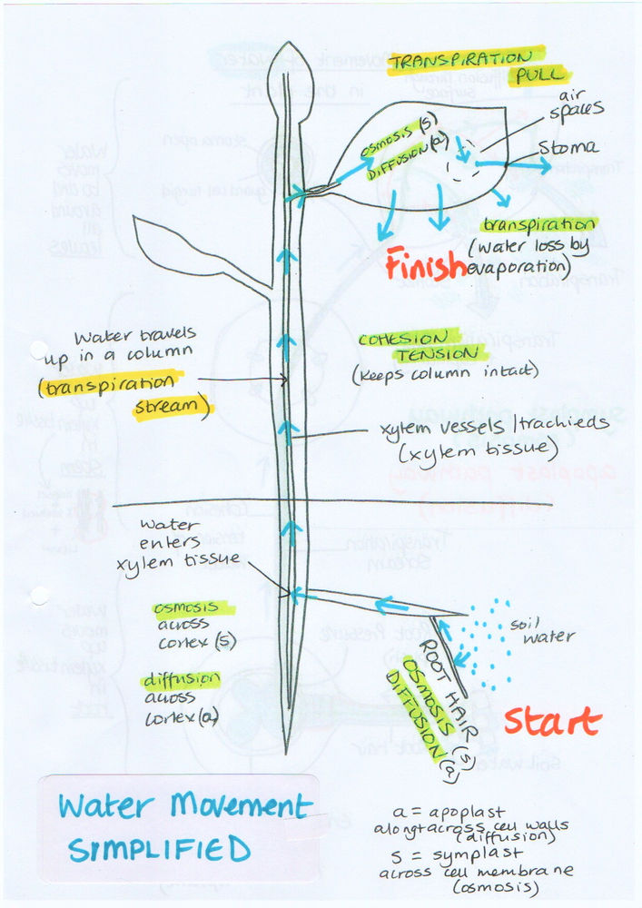R2101 Going Up! The Pathway of Water Uptake in the Plant.