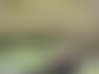 Animal Medicine: Bear