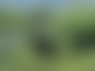 Animal Medicine: Moose