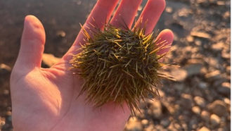 Beyond the Field Guide: Reflections from Nain