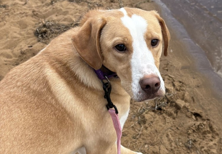 Sand-colored dog Digit playing on a sandy beach with the water next to him