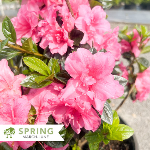 Autumn Carnation® Encore® Azalea – Rhododendron ‘Roblec’ | Shepherdssupply