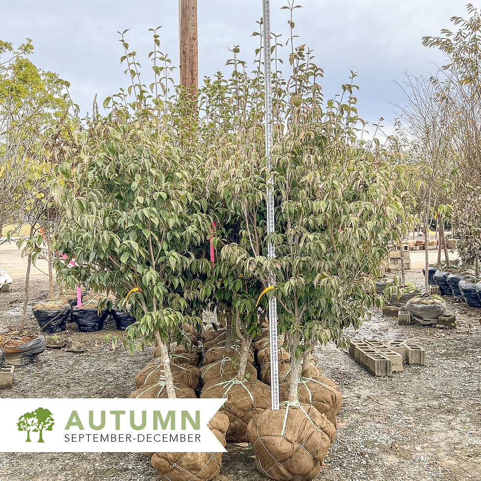 Thumbnail: Stellar Pink® Dogwood - Cornus x 'Rutgan'