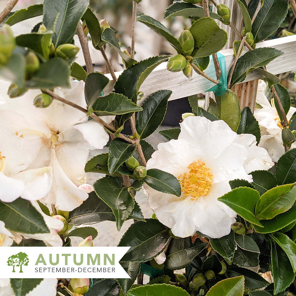 Thumbnail: Setsugekka Camellia Espaliered - Camellia sasanqua 'Setsugekka'