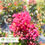 Thumbnail: Berry Dazzle® Dwarf Crape Myrtle - Lagerstroemia indica 'Berry Dazzle'