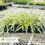 Thumbnail: Variegated Liriope-Liriope muscari 'Variegata'