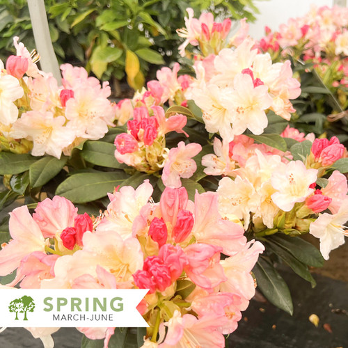 Percy Wiseman Rhododendron  Rhododendron yakushimanum 'Percy Wiseman' |  Shepherdssupply