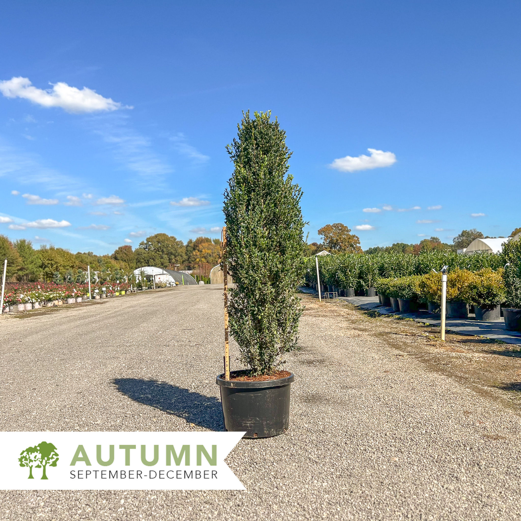 Sky Walker® Boxwood - Buxus sempervirens 'Skywalker'