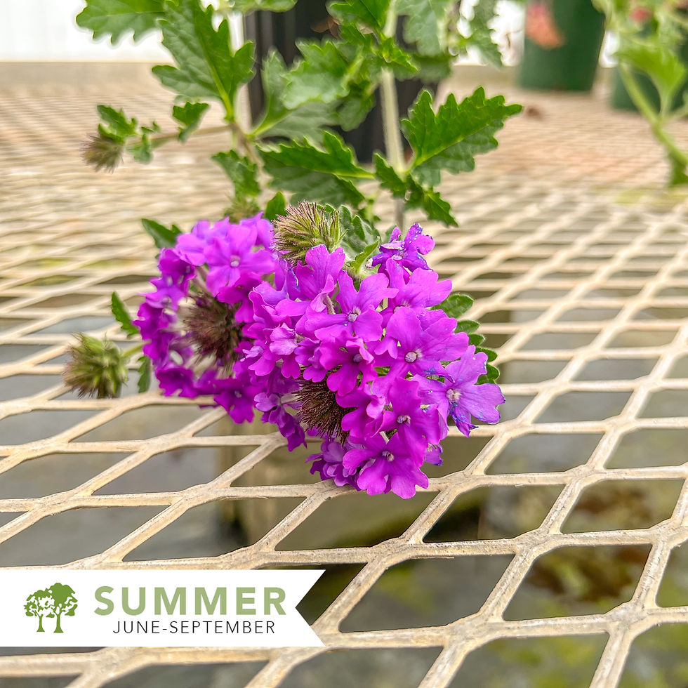 Thumbnail: Homestead Purple Verbena – Verbena canadensis 'Homestead Purple'