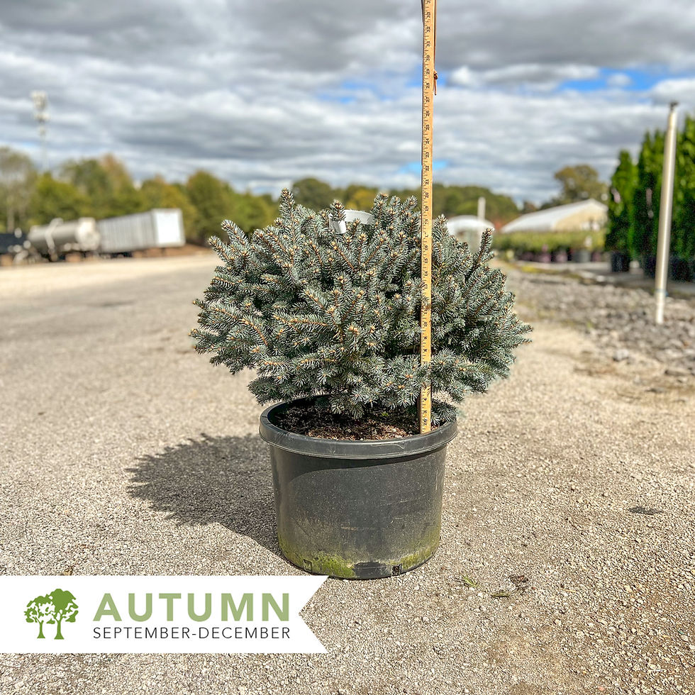 Thumbnail: Dwarf Globe Blue Spruce - Picea pungens 'Globosa'