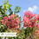 Thumbnail: Tonto Crape Myrtle - Lagerstroemia indica x faueri 'Tonto'