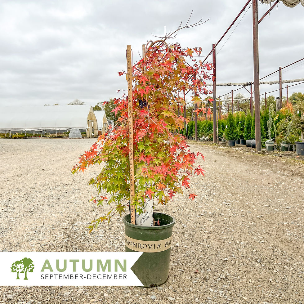 Thumbnail: Ryusen Japanese Maple - Acer palmatum 'Ryusen'