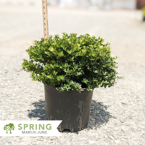 Helleri Holly Ilex crenata 'Helleri' Shepherdssupply