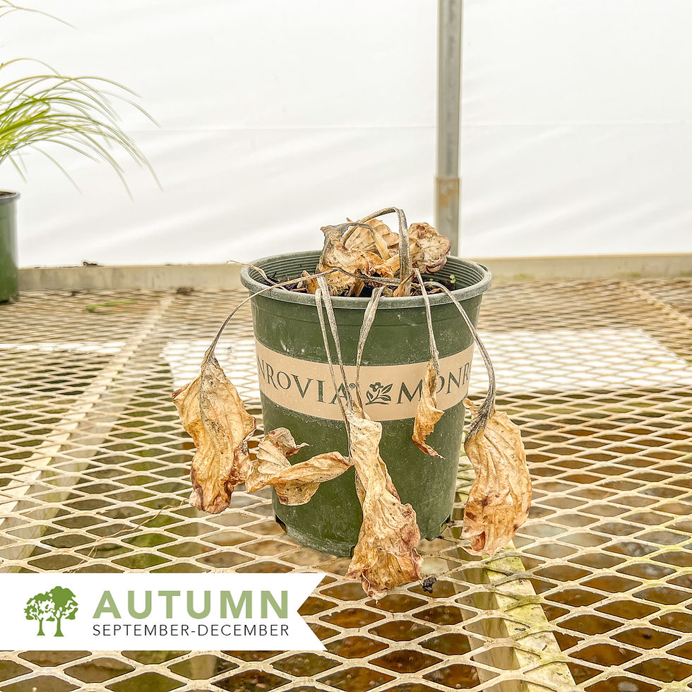 Thumbnail: Fragrant Bouquet Hosta - Hosta fortunei 'Fragrant Bouquet'