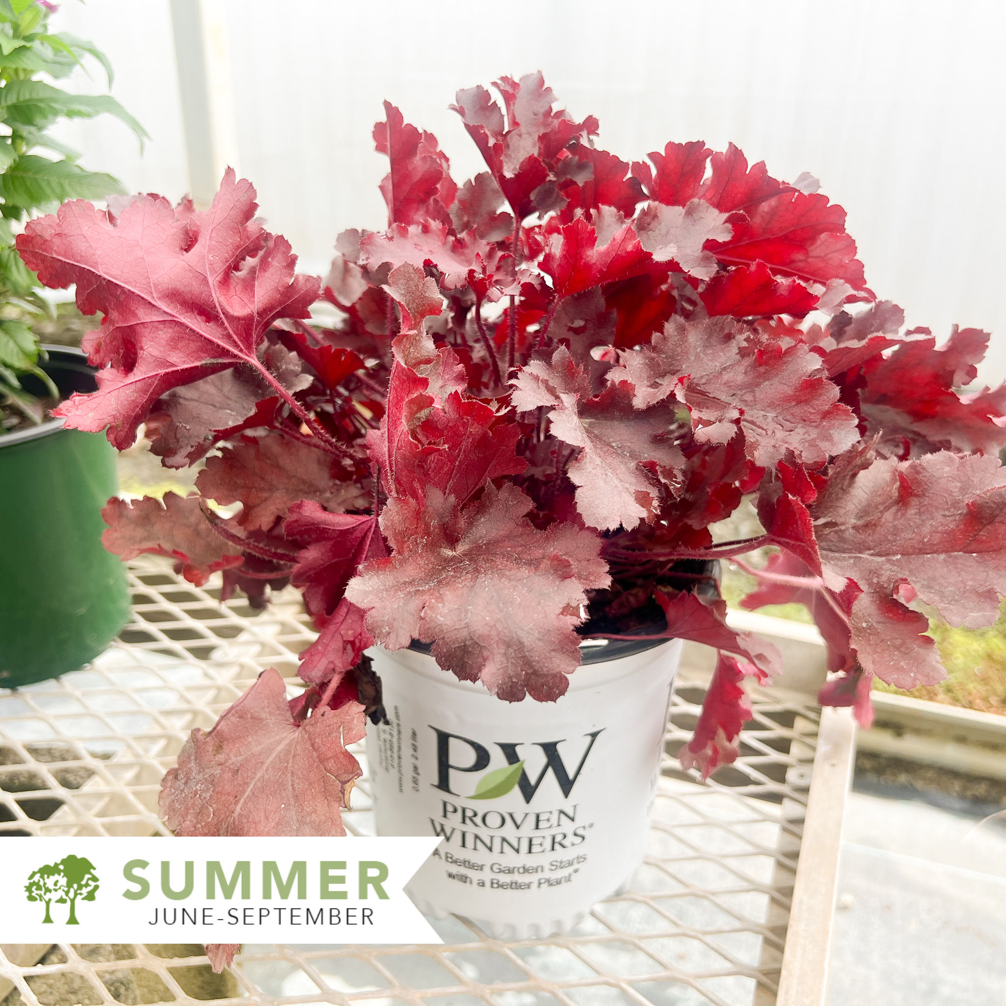 Dolce® 'Cherry Truffles' Coral Bells - Heuchera x 'Cherry Truffles'