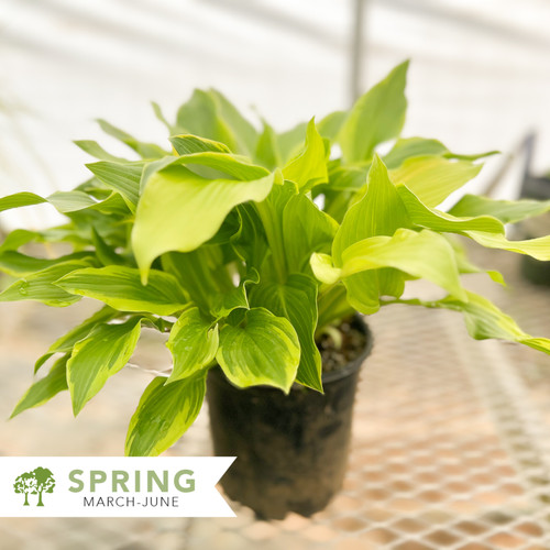 Guacamole Hosta Hosta x 'Guacamole' Shepherdssupply