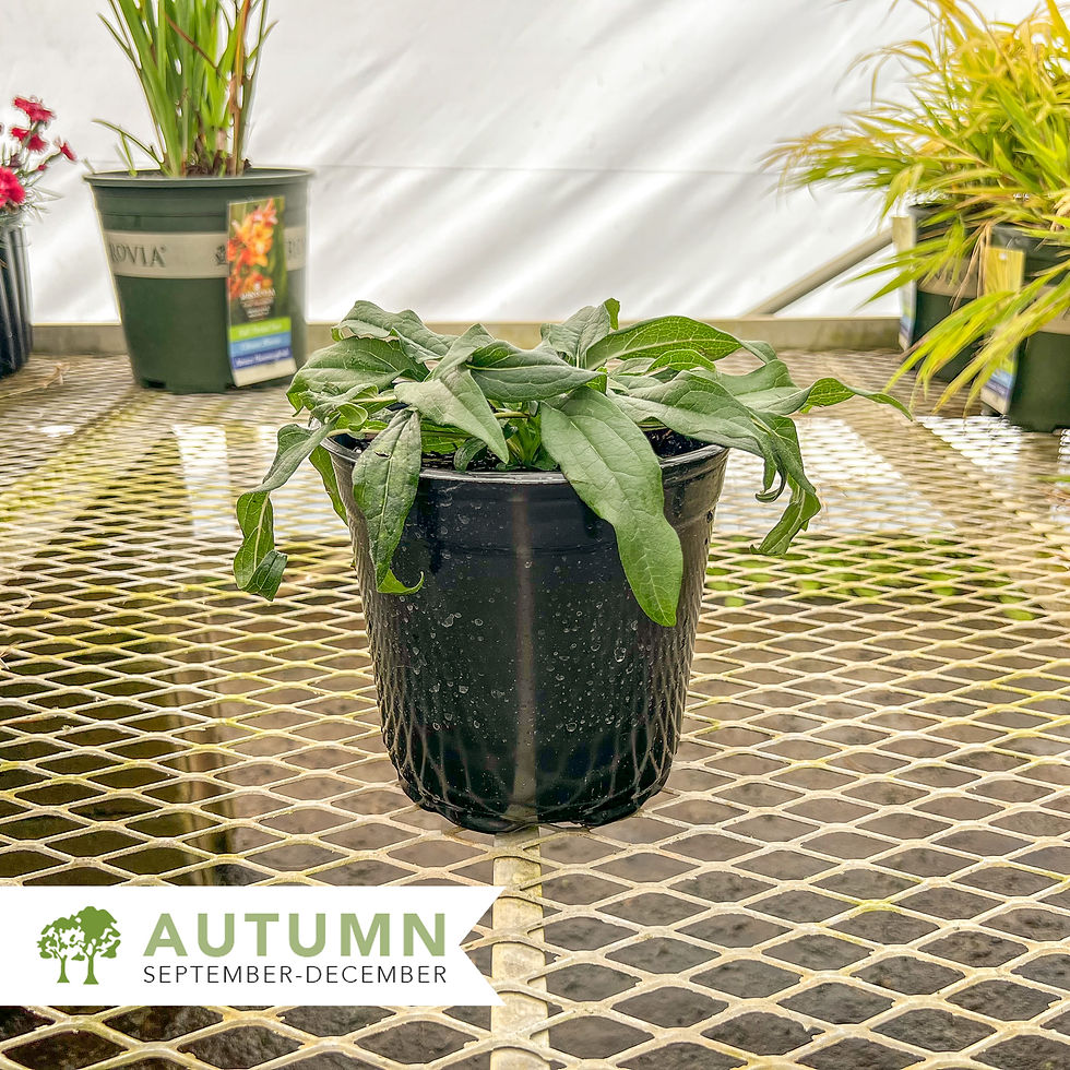 Thumbnail: PowWow® White Coneflower - Echinacea purpurea 'PAS702918'