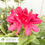 Thumbnail: Nova Zembla Rhododendron - Rhododendron x 'Nova Zembla'